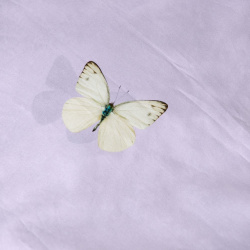 Snurk Bettwäsche-Garnitur Butterfly Lilac...